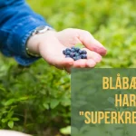 Blåbær har superkrefter (1)