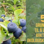 5 GRUNNER TIL Å VELGE ARTISKE BLÅBÆR