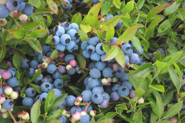 Lowbush blåbær - Vaccinium angustifolium
